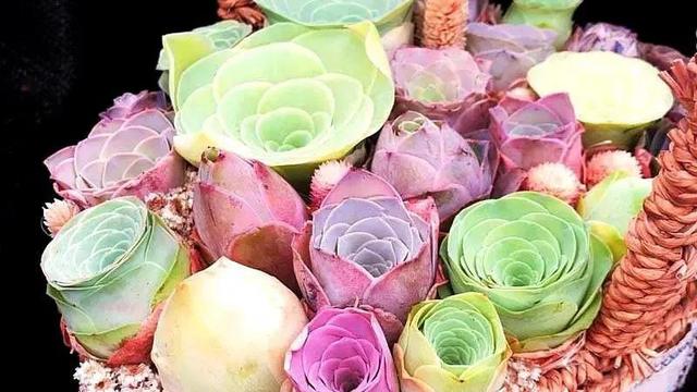 读《永不凋谢的玫瑰》有感通用