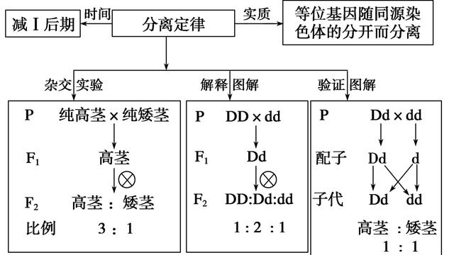 遗传平衡定律的适用范围及应用剖析