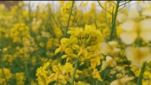 作文爷爷的离去400字
