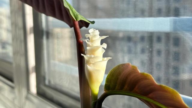 春节前最后一周的工作总结
