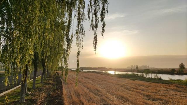 隋堤柳白居易
