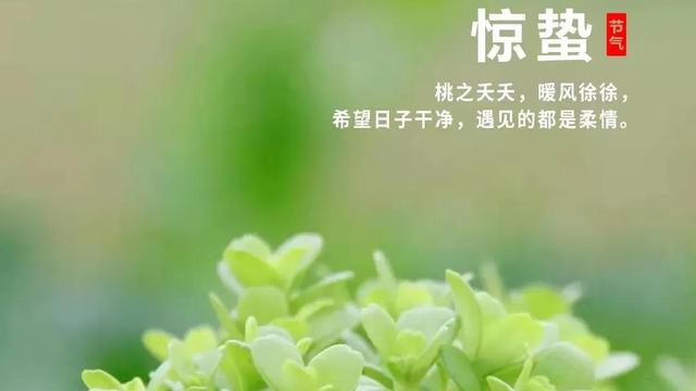 只为春天更美的相遇惊蛰节气文案（精选）