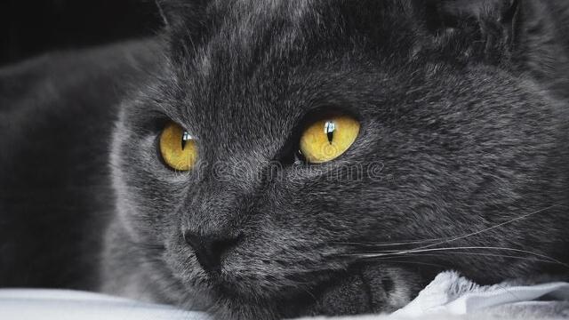 描写蓝猫的作文400字