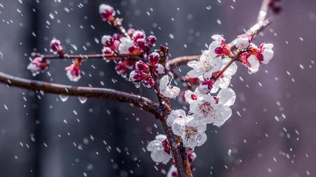 临安春雨初霁原文翻译及赏析