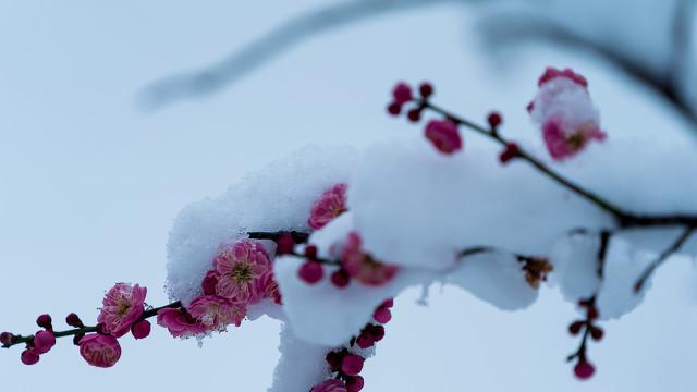 早梅原文、翻译及赏析