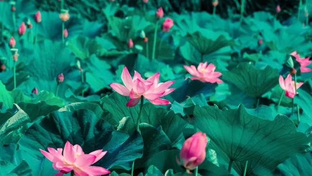 杨万里最有名的诗句