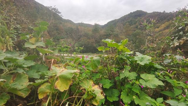 商品购销合同范本