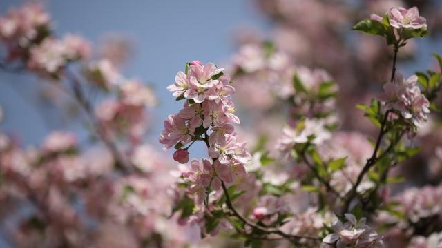 农村小学返校复课方案精选