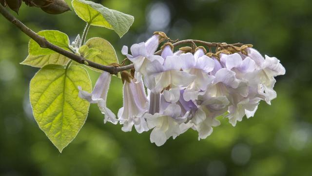 桐花白居易的诗解释