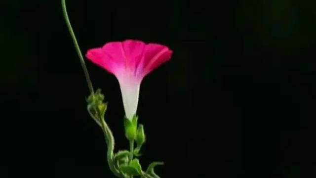 关于植物的现代诗100首