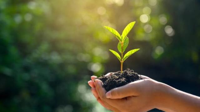 大学植树节的策划方案