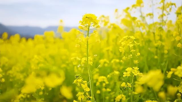 踏青赏花发朋友圈的句子