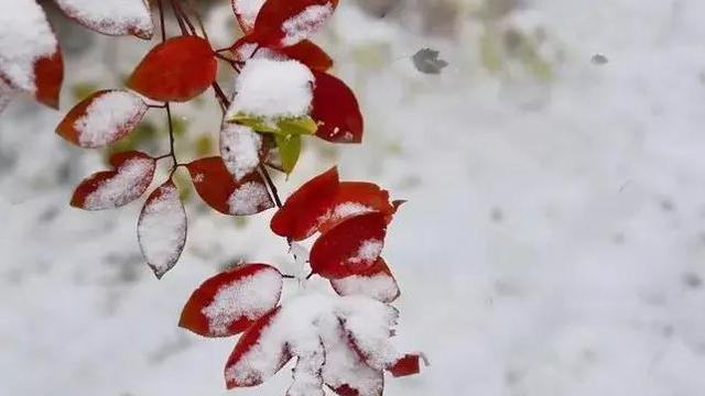 二月飘雪意味着什么