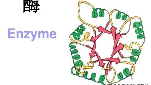 酶分子结构的主要特点是什么