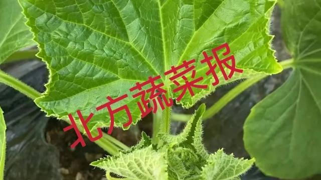 如何调节温室的温度