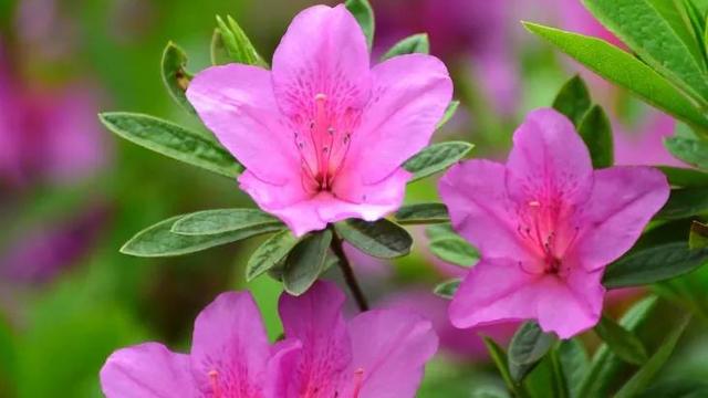 白色杜鹃花的花语及其传说