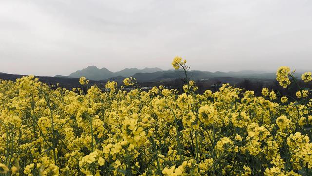 中药名称谜语