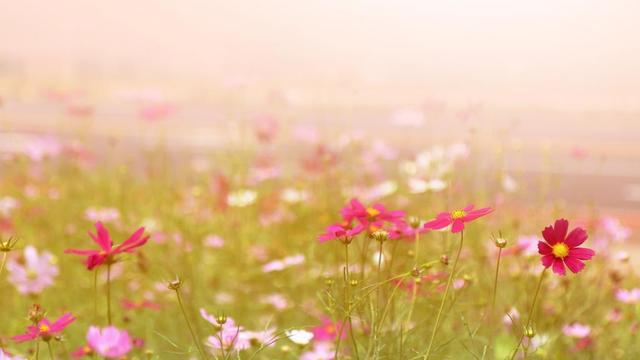 【必备】人生感言语录锦集