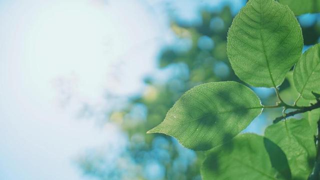 立夏节气简短说说