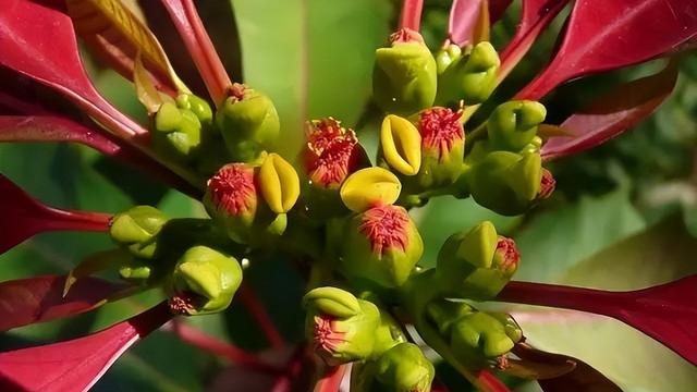 精选花三年级作文300字汇总