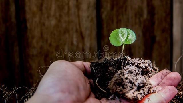 植树诗词100首