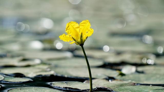浮萍诗词