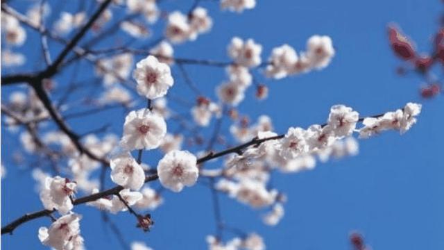 写梅花的句子优美