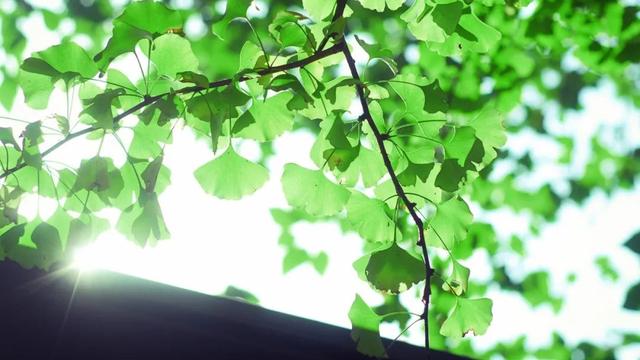描写夏天下雨的优美诗