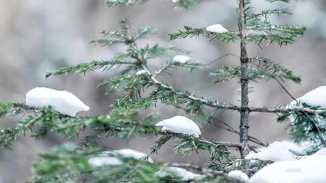 风雪中的青松片段