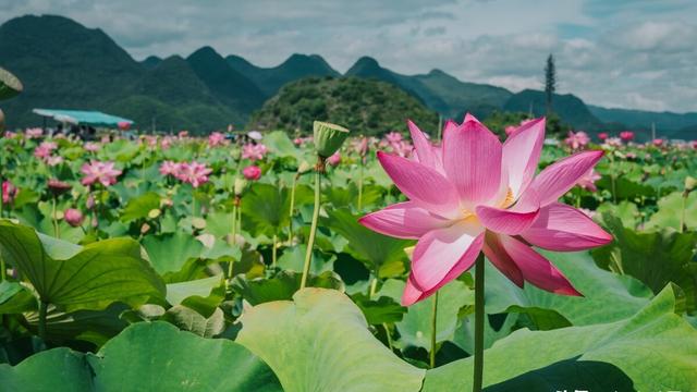二十四节气大暑古诗