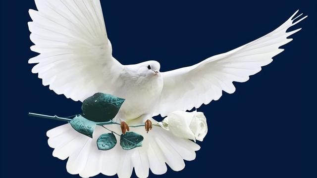 橄榄枝代表什么