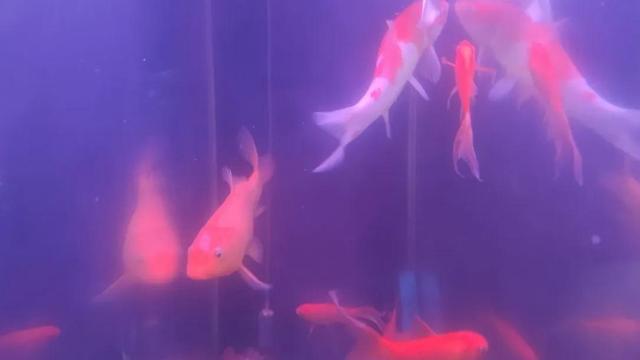 神奇的笔作文600字精选