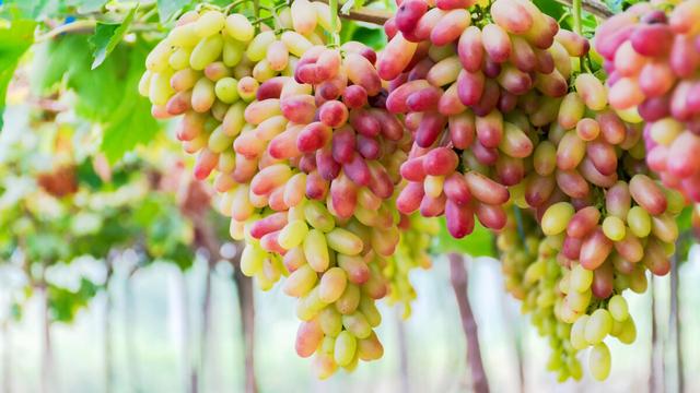 【热门】春节中学生作文汇编六篇