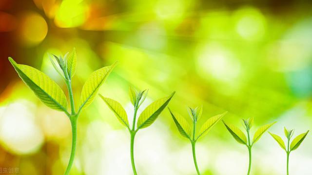 拥有阳光叙事作文