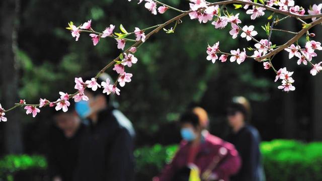 赞美桃花醉人的唯美句子