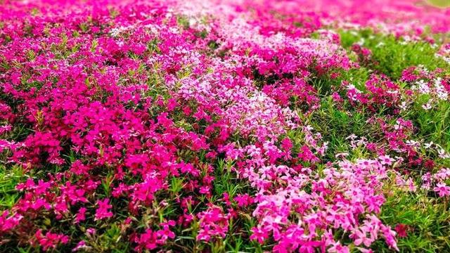 谷雨节气古诗词