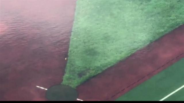 描写池塘里鱼的句子