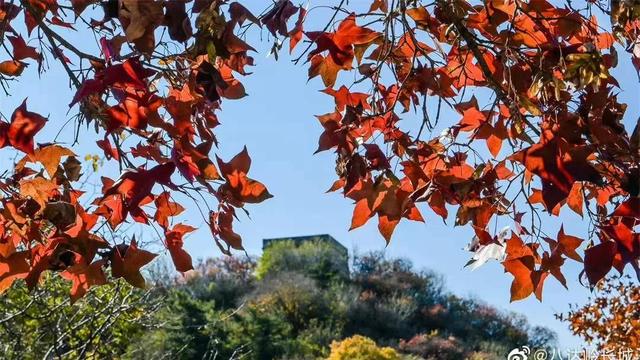 红叶天气