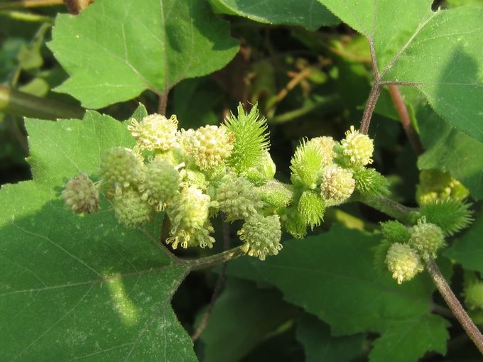 苍耳子治风湿苍耳子治风湿关节炎怎么用