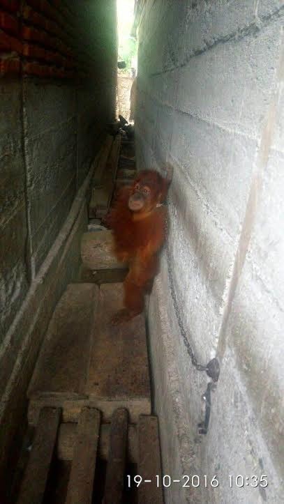 小猩猩被锁在两栋楼之间大半年之久，获救后它变得胆小沉默