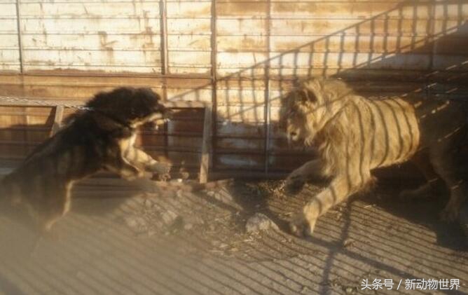 藏獒咬死宠物狗(没见过狮子藏獒直接上去挑衅，结果被狮子活活咬死！)