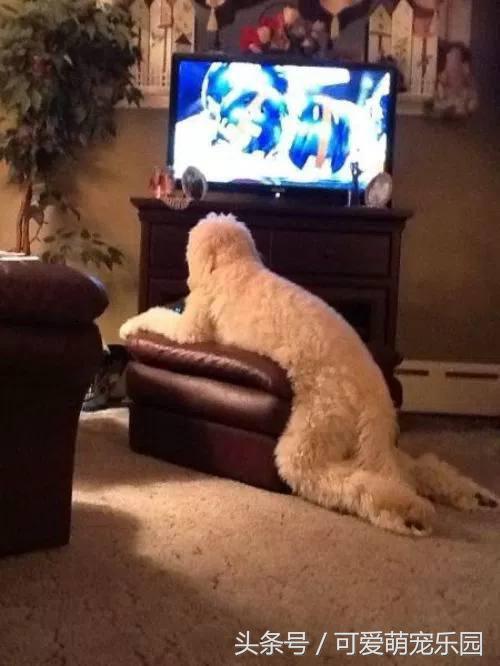 那些讓你一見就哇哦的可愛寵物們！