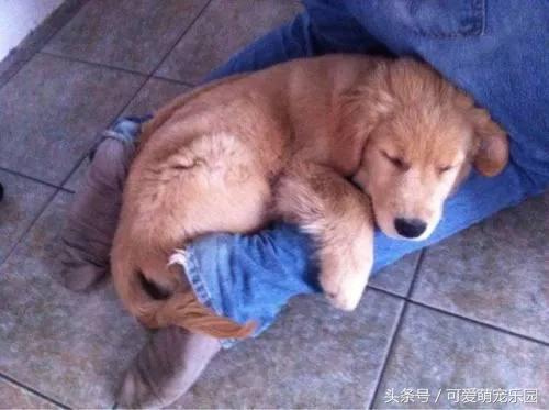 那些讓你一見就哇哦的可愛寵物們！