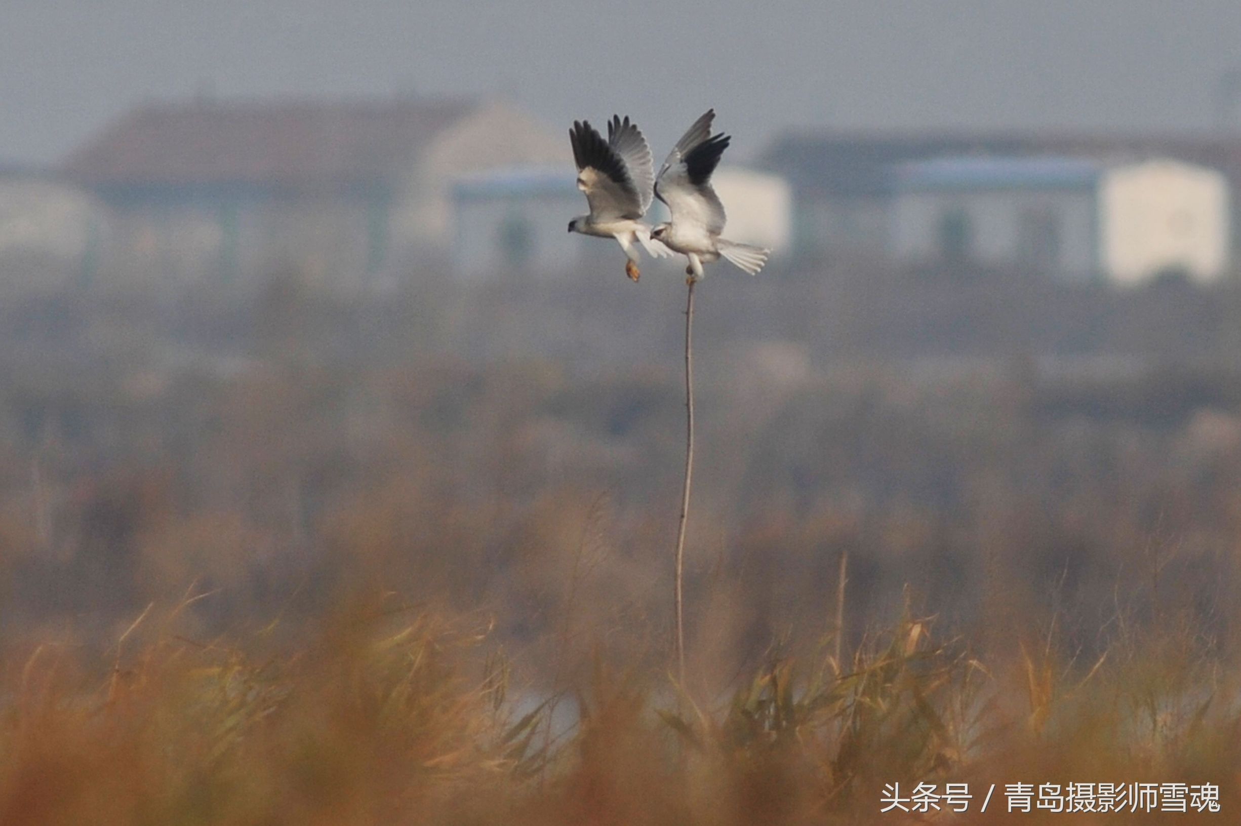 动物趣闻：候鸟湿地争抢食物 喜鹊大战黑翅鸢-第8张图片-大千世界
