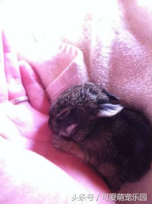 那些讓你一見就哇哦的可愛寵物們！