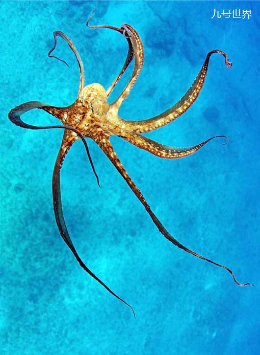 会游泳的动物有哪些 动物奔跑速度排名前二十名-诚智百科网