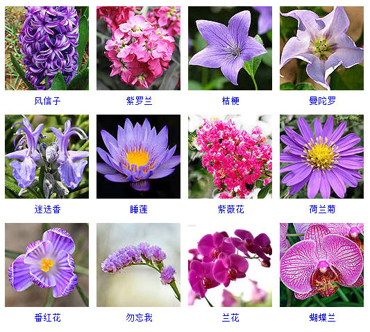 盘点上千种按颜色分类的花卉品种大全 建议收藏 花品种大全图解 Urpimp网