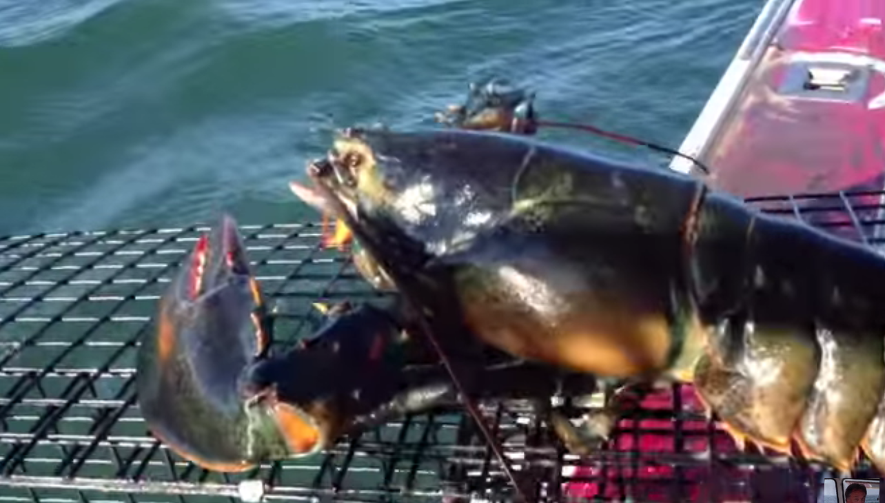 渔夫捕捞到这只超重量级肥美龙虾，突然意识到绝不能吃又将其放走