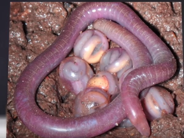 外表像满嘴毒牙的蛇头，学者印度发现被称为“恶魔”的生物