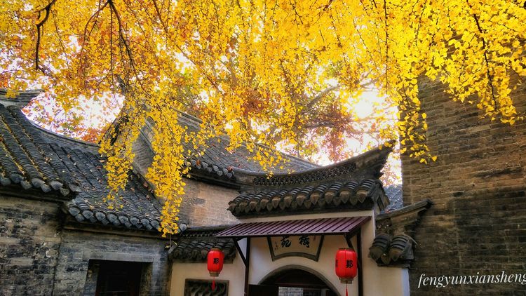 中国秋天最美的大院，徐州民俗馆银杏“披金”引客来